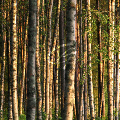 Birch Grove