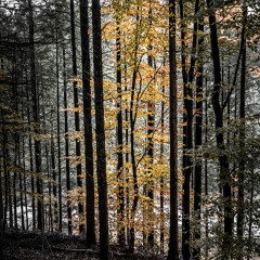 withered leaves