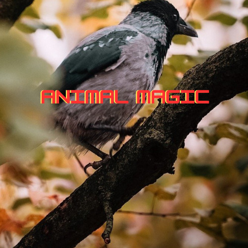 Animal Magic
