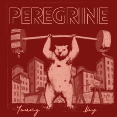 Peregrine - Young Boy