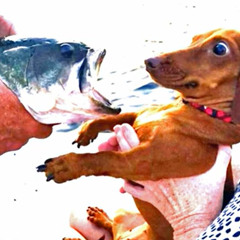 roxked out (prod. birdbusinness)