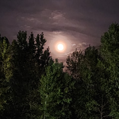 25. Project_82 (ALONE)