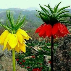Diyar-Gulê neçe