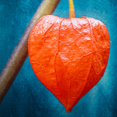 2026 Physalis Soul Podcast