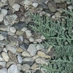 rocks