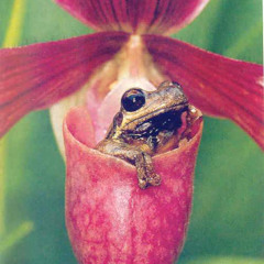 frog orchard