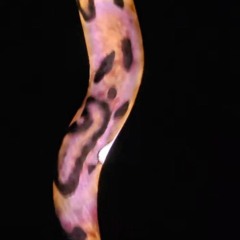 Eternal