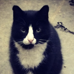 Cats Are Cute (R.I.P. Arnold)