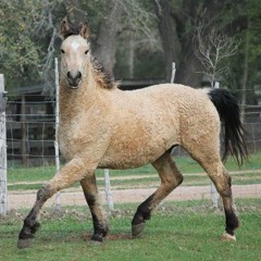 SHEEP BOOF K LIVE @ SHEEPS CRIB PT 1 (4.4.2020)