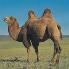 My Humps (Matt Hibbert Edit)