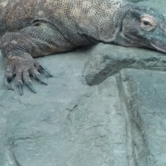 Citters