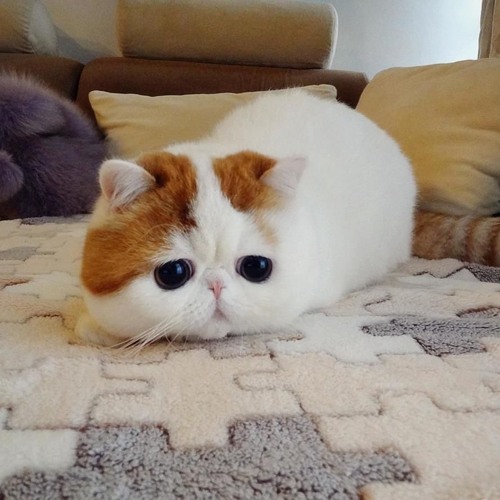 çł3měņtã11ň//>_