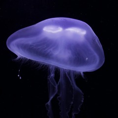 Royal College of Art - IED - 04 How We Experience Systems