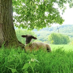 lay down in green pastures