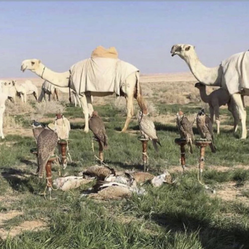 ليتني ذيّب الارض / نواف منيف .