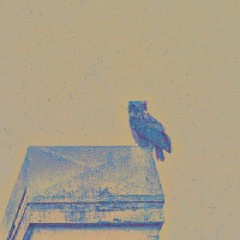 フクロウがあなたを案内します