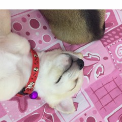 เมื่อคืนฉันฝันว่าxจอร์จ ซาร่า - Prite Prite