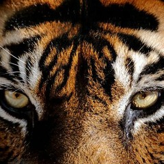 Focus (FREE DOWNLOAD)