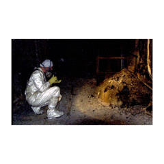 Elephant's Foot (Premiere)