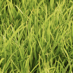 Grass