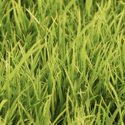 Grass