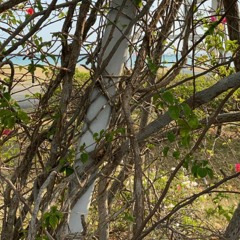 We'll Do / Be You (Unmixed / Old Mic)