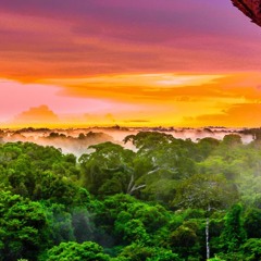 Jungle Trip
