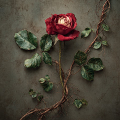 MY TRUE LOVE IS A WILD ROSE