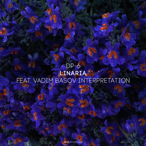 DP-6 - Linaria [DR227]