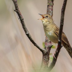 Grasshopper Warbler - MixPre - 6357