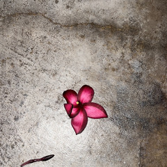 CONCRETE BLOOM .m4a