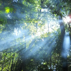 LIGHT (09-07-2017) - TONI DISCO