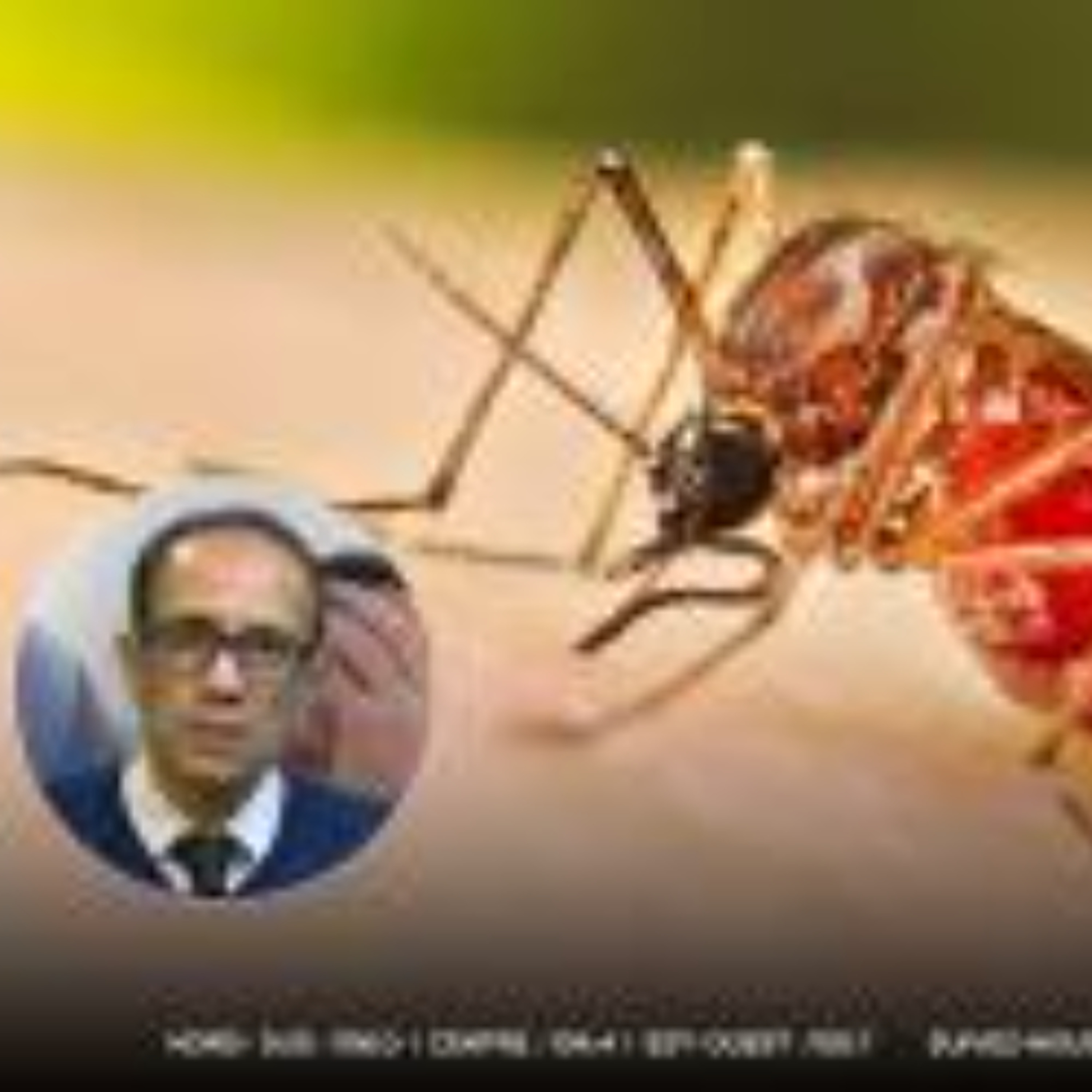 Chikungunya et dengue : environ 20 nouveaux cas par jour à Maurice, le ministère de la Santé appelle à la vigilance