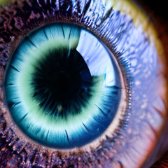 Iris (Live Acoustic Cover)