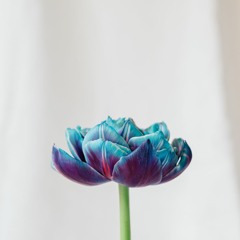 At Last - Thiaz feat. mon frère