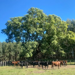 Panorama Rural 2025