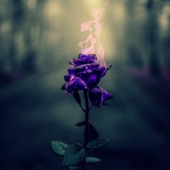 Rose on Fire