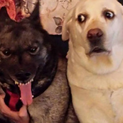 Shxsta X Unji - cancer (prod. jc)[DJ STEAMBOAT EXCLUSIVE]