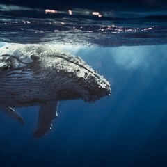 THE WHALE