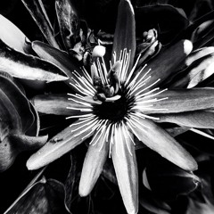 HOMEGROWN MIX: moon shake