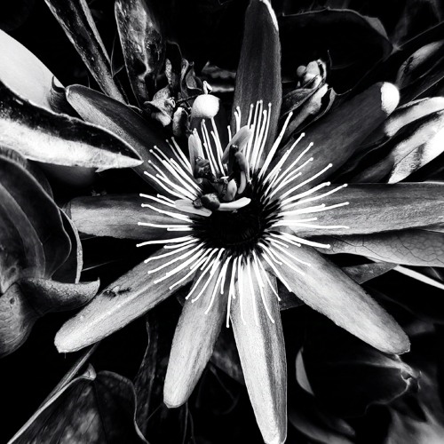HOMEGROWN MIX: moon shake