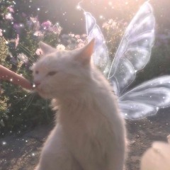♥ ✧ 𝑀𝑒𝑟𝑎𝑘𝑖 ✧ ♥