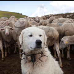 cant sleep freestyle