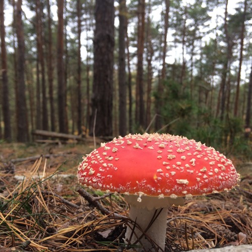 🍄Psychedelics🍄