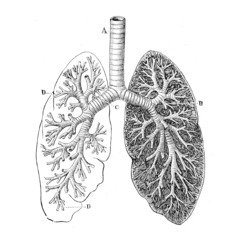 In My Lungs Prod. Me