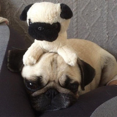 i just needed my stuffed animal