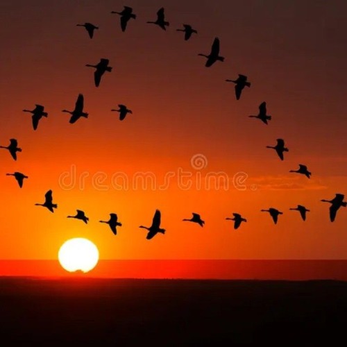 SWEETBIRDS