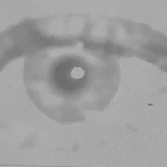 Starpower (Sonic Youth)