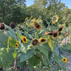 3100 - Audio Walkthrough Kinship Through the Sunflower