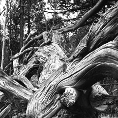 the woods’ insatiate silence